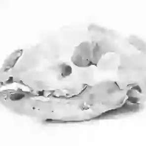 Badger Skull